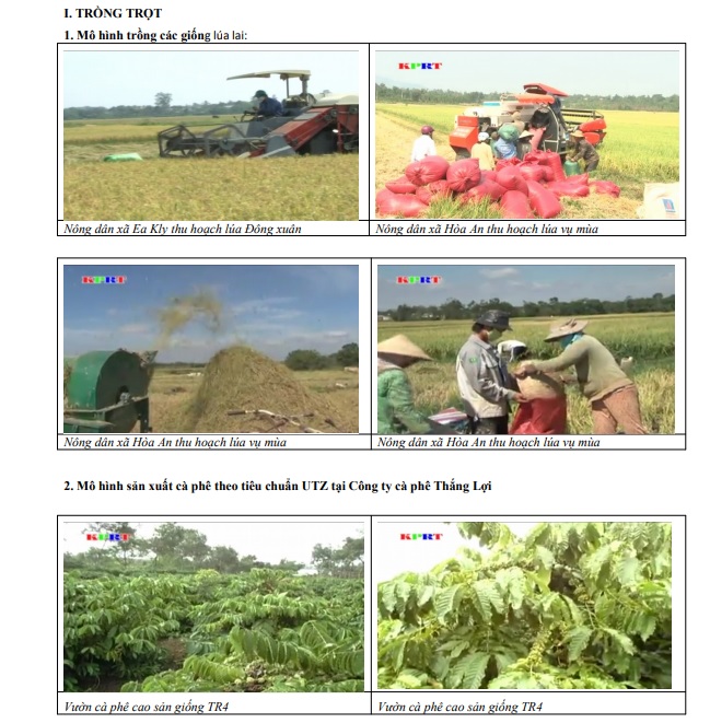 Một số hình ảnh sản xuất nông nghiệp theo quy trình, tiêu chuẩn hữu cơ, VietGAP, GlobalGAP (gờ lô bô gáp) trên địa bàn huyện Krông Pắc