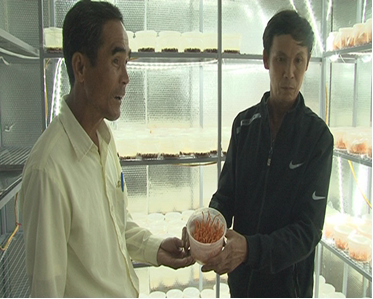 Làm giàu từ mô hình trồng nấm