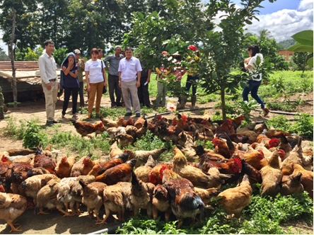 Trạm Khuyến nông Krông Pắc tổng kết mô hình nuôi gà an toàn sinh học