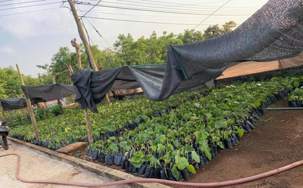 Dự án trồng rau bò khai