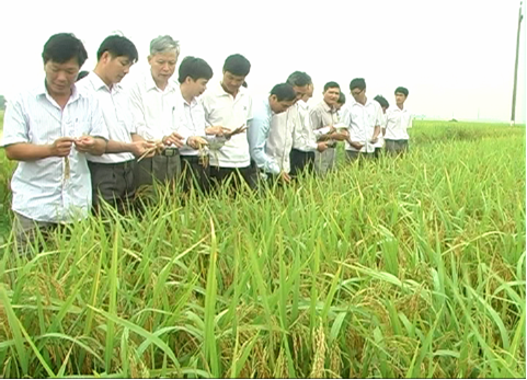 Huyện Krông Pắc hội thảo đầu bờ mô hình lúa lai Bio 404