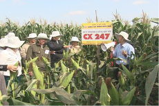 Hội thảo đầu bờ trình diễn giống Ngô nếp lai CX247