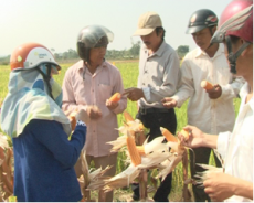 Hội thảo đầu bờ nhân rộng mô hình giống ngô lai  PAC 669 và PAC 558