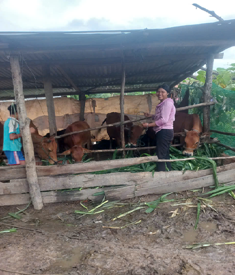 THOÁT NGHÈO TỪ MÔ HÌNH CHĂN NUÔI BÒ SINH SẢN (NHỜ VAY VỐN NGÂN HÀNG CHÍNH SÁCH XÃ HỘI & PHÁT TRIỂN KINH TẾ)