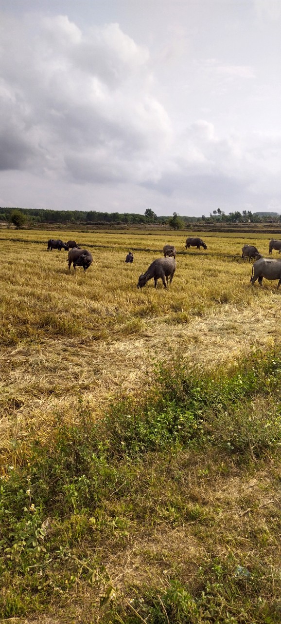 z4994490872819_e272d1861cee55a76f8a3f3934f7f980